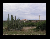 California Lighthouse with some typical cactus in the foreground. This was the end of the city bus route which we rode after lunch. Beach is to the left.